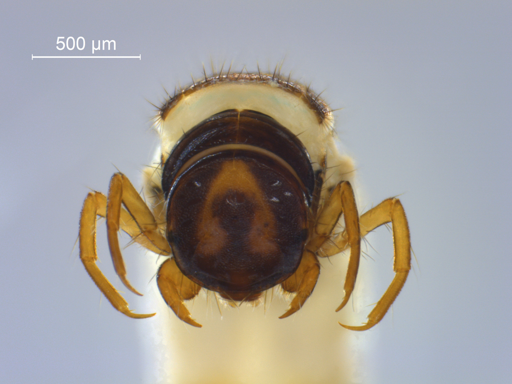 Micrasema setiferum 2